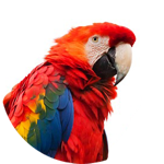 Parrot Image